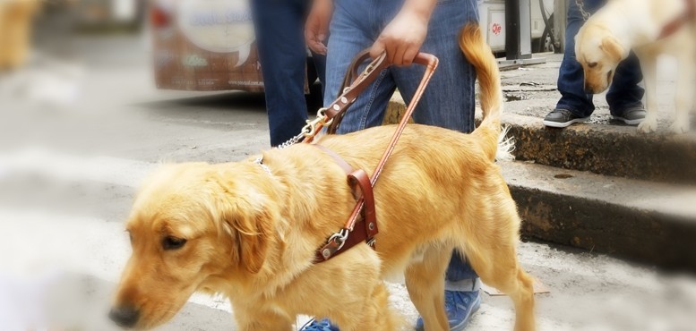 En México no se valora el trabajo de los perros guía