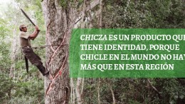 Consorcio Chiclero, economía social en armonía con la selva