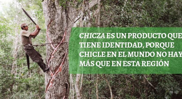 Consorcio Chiclero, economía social en armonía con la selva