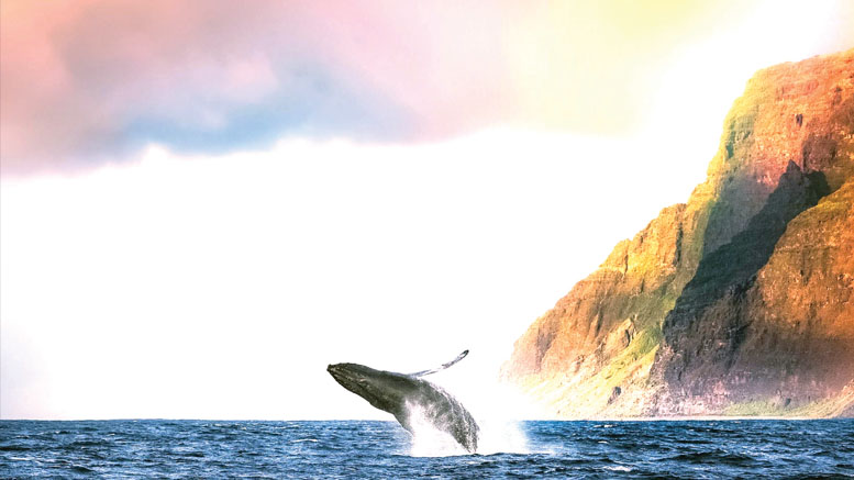 La ballena Gris visita Baja California